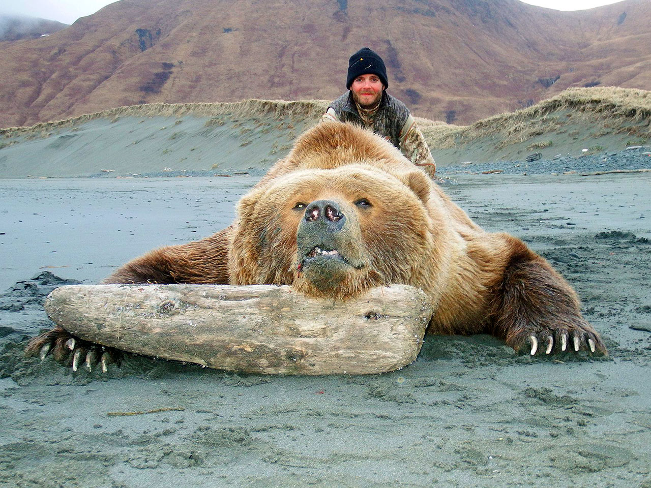 Brown Bear - Alaska Peninsula - Katmai Guide Service & Aniakchak Guide