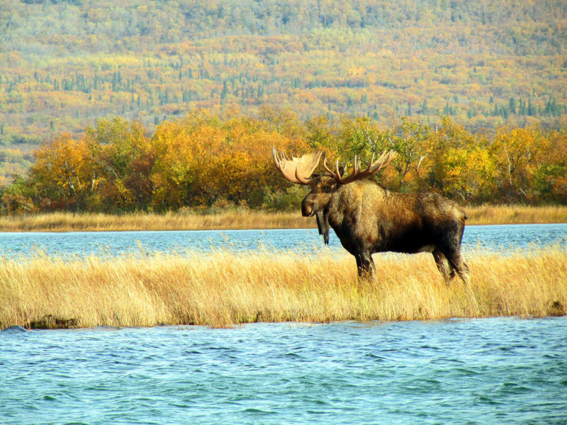 Moose Katmai Guide Service & Aniakchak Guide Service