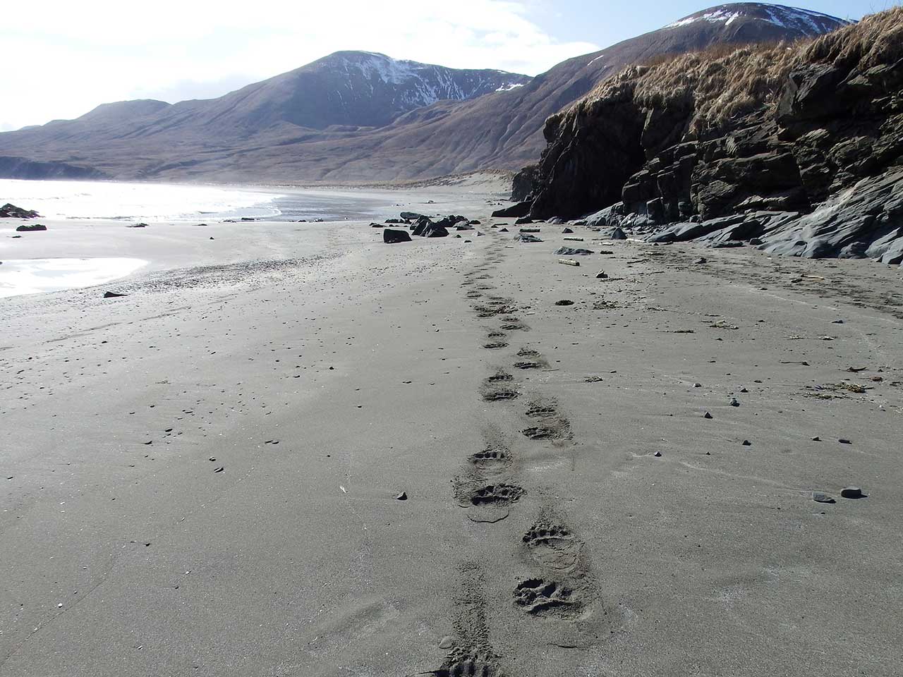 Kodiak Brown Bear Footprints in the Sand