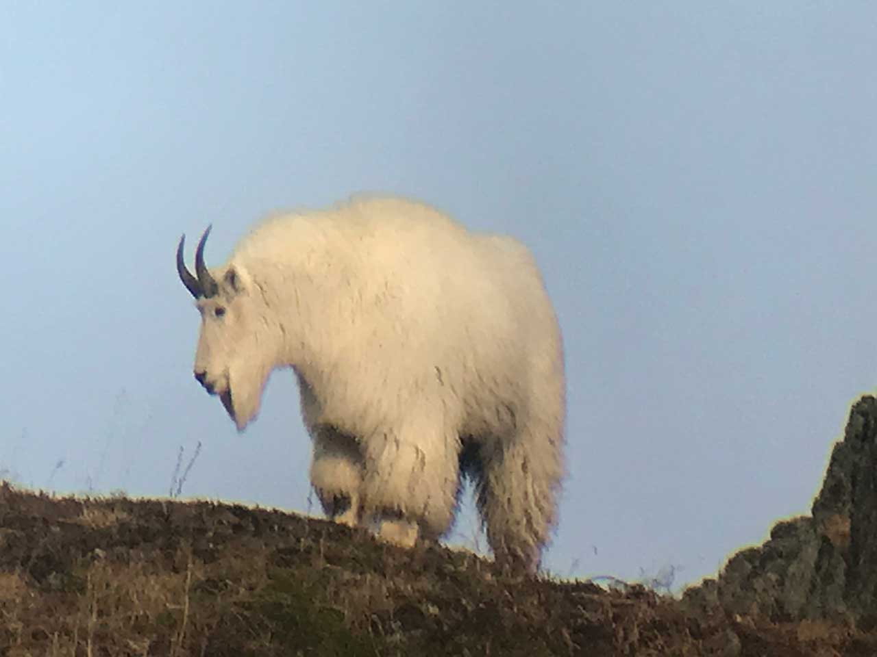 Alaska Guided Hunting Trips with Guides Joe & Joey Klutsch