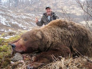 Big Alaska Peninsula Brown Bear