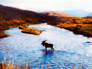 Alaskan Moose Hunt 4
