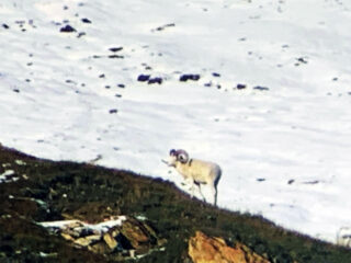 Brooks Range Dall Sheep 101
