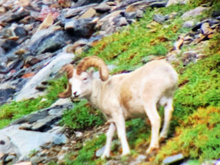 Brooks Range Dall Sheep 102