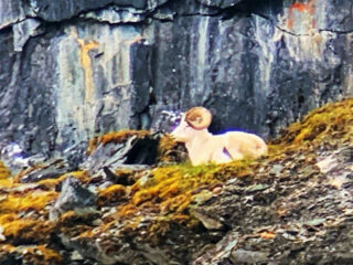 Brooks Range Dall Sheep 106