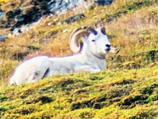 Brooks Range Dall Sheep 107