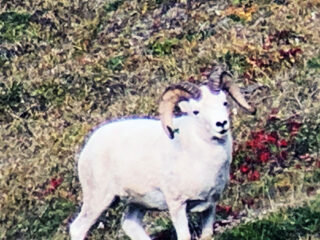 Brooks Range Dall Sheep 108