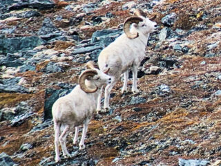 Brooks Range Dall Sheep 109