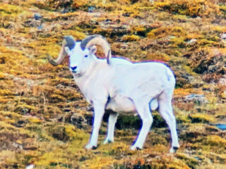 Brooks Range Dall Sheep 110