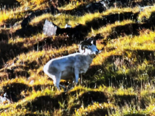 Brooks Range Dall Sheep 112