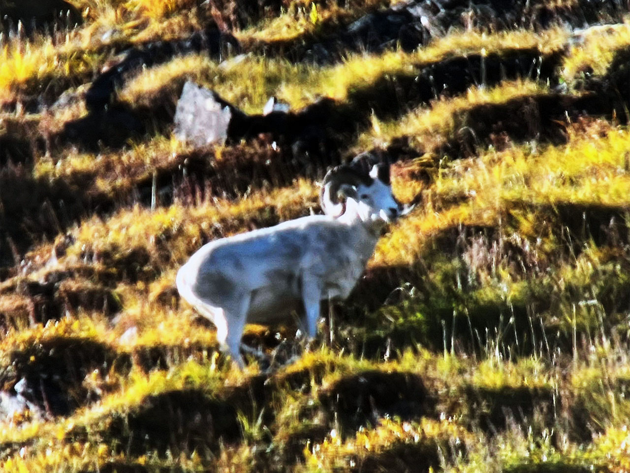 Photos from Brooks Range hunting trips