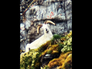Brooks Range Dall Sheep 114 1