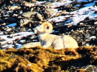 Brooks Range Dall Sheep 115