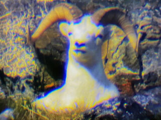 Brooks Range Dall Sheep 117