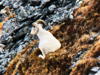 Brooks Range Dall Sheep 118
