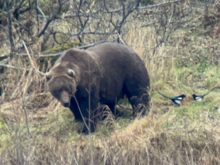 Kodiak Brown Bear & Alaskan Magpies