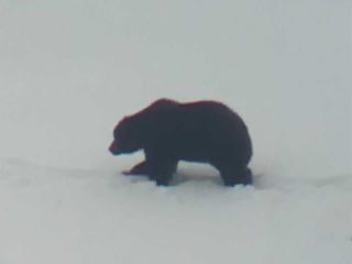 Kodiak Brown Bear in the Snow