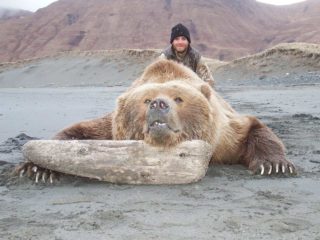 Huge Kodiak Brown Bear