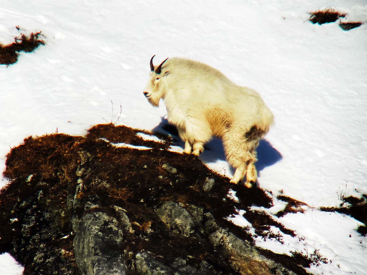 Kodiak Mountain Goat