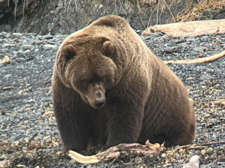 Scenery or Camp photo from Kodiak Brown Bear Hunt