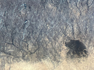 Scenery or Camp photo from Kodiak Brown Bear Hunt