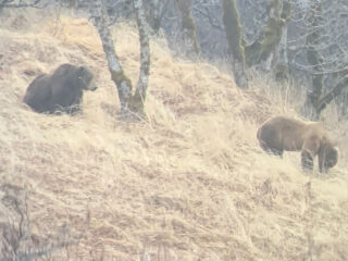 Scenery or Camp photo from Kodiak Brown Bear Hunt