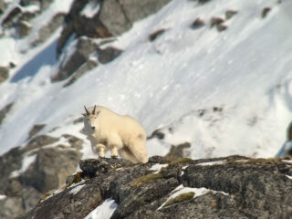 Scenery or Camp photo from Kodiak Mountain Goat Hunt