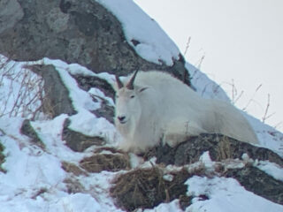 Scenery or Camp photo from Kodiak Mountain Goat Hunt