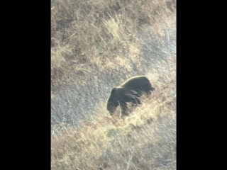 Successful Kodiak Brown Bear Hunt