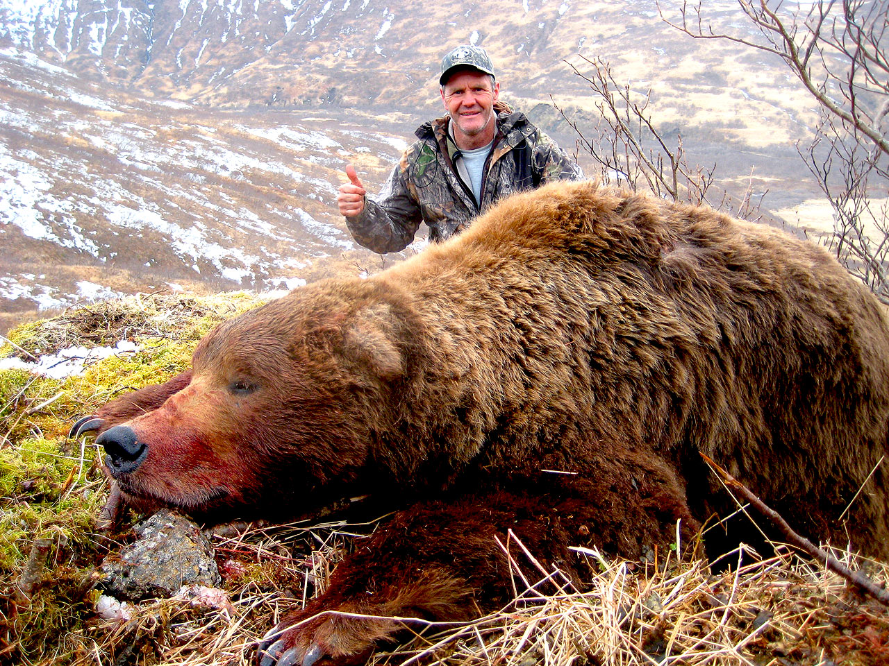 Large Alaska Peninsula Brown Bear